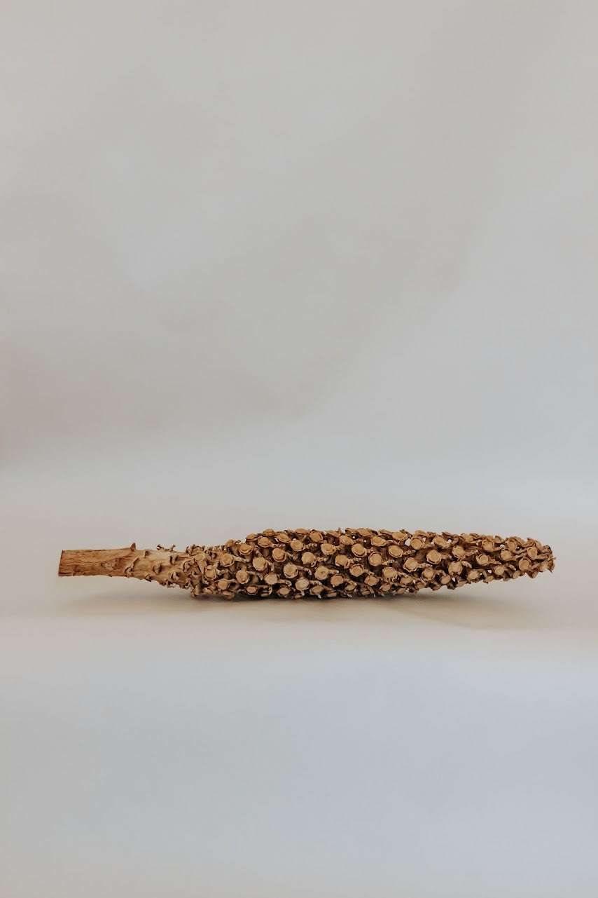 Dried Decorative Object